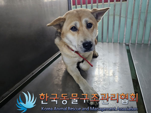 종료(안락사) 믹스…